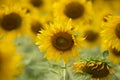 Sunflower field background