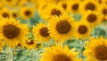 Sunflower field background