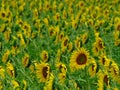 Sunflower field background, selective focus