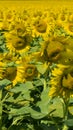 Sunflower field Background with selective focus in sun day