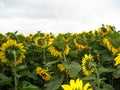 The sunflower field. In the background of the gloomy sky Royalty Free Stock Photo