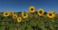 Sunflower field _Baden-Baden, Germany