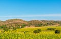 sunflower field Royalty Free Stock Photo