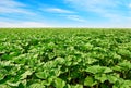 Sunflower field and beautiful sky Royalty Free Stock Photo