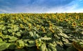 Sunflower field and flowers facing the sun?  with beautiful sky Royalty Free Stock Photo