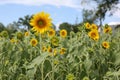 Sunflower field