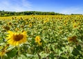 Sunflower field Royalty Free Stock Photo