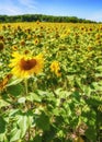 Sunflower field Royalty Free Stock Photo