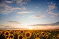 Sunflower Field At Beautiful Sunset With Stunning And Different Clouds In The Sky. Summertime Landscape With Copy Space For