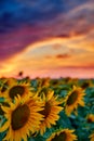 Sunflower field in a beautiful sunset, sunlight and clouds Royalty Free Stock Photo