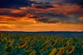 Sunflower field in a beautiful sunset, sunlight and clouds Royalty Free Stock Photo