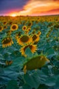Sunflower field in a beautiful sunset, sunlight and clouds Royalty Free Stock Photo