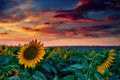 Sunflower field in a beautiful sunset, sunlight and clouds Royalty Free Stock Photo