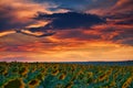 Sunflower field in a beautiful sunset, sunlight and clouds Royalty Free Stock Photo
