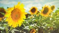 Sunflower on the field beauty rural backgrounds