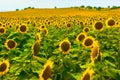 sunflower field Royalty Free Stock Photo