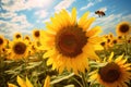 Sunflower field with bee on it. Agricultural landscape with sunflowers, Busy bees collecting pollen from a field of sunflowers, AI