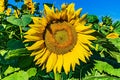 Sunflower field with bee Royalty Free Stock Photo