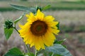 Sunflower with bees in pollination