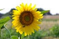 Sunflower with bees in pollination