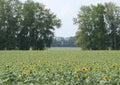 sunflower field between birch plantings