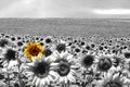 Sunflower field black & white Royalty Free Stock Photo
