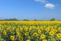 Sunflower field