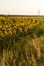 Sunflower field is blooming at sunset