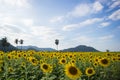 Sunflower field blossom beautiful.