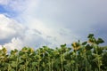 Sunflower field with blue cloudy sky. Summer landscape. Selective focus Royalty Free Stock Photo