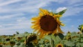 Sunflower field with blue sky background