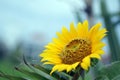 Sunflower in the field on blue sky background. Closeup of yellow flower nature backgrounds. Royalty Free Stock Photo