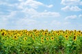 Sunflower field and a blue sky background Royalty Free Stock Photo