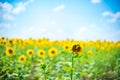 Sunflower field and a blue sky background Royalty Free Stock Photo