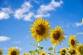 Sunflower field with blue sky background. Royalty Free Stock Photo