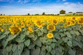 Sunflower Field/Farm Summer Royalty Free Stock Photo