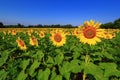 Sunflower Field