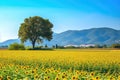 Sunflower field, blue sky and with hills on the horizon. Royalty Free Stock Photo