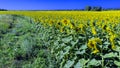 Sunflower field and blue sky in sun day