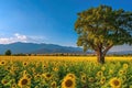 Sunflower field, blue sky, trees and with mountains on the horizon. Royalty Free Stock Photo