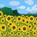 Sunflower field blue sky vector Royalty Free Stock Photo