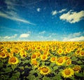 Sunflower field and blue sky Royalty Free Stock Photo