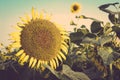 Sunflower field blue sky vintage retro Royalty Free Stock Photo