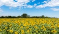 Sunflower field on blue sky Royalty Free Stock Photo