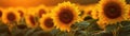 Sunflower Field With A Blurred Golden Hour Ambiance Banner Background. Generative AI Royalty Free Stock Photo