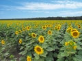 Sunflower in a field