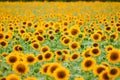 Sunflower field - bright yellow flowers, beautiful summer landscape Royalty Free Stock Photo