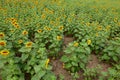 Sunflower field - bright yellow flowers, beautiful summer landscape Royalty Free Stock Photo