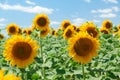 Sunflower field - bright yellow flowers, beautiful summer landscape Royalty Free Stock Photo