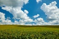 Sunflower field - bright yellow flowers, beautiful summer landscape Royalty Free Stock Photo